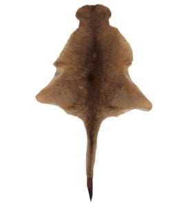 Large Kangaroo Skin