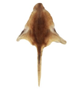 Small Kangaroo Skin