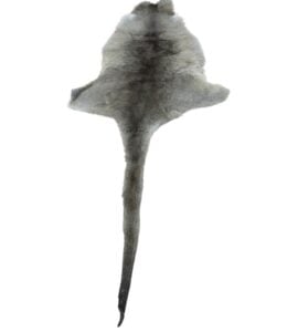 Small Kangaroo Skin